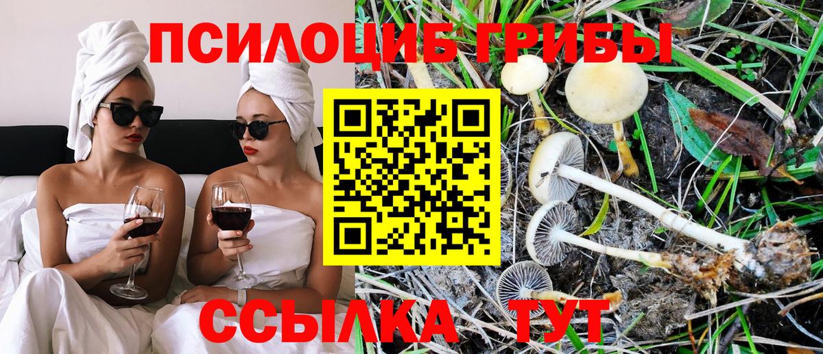 Псилоцибиновые грибы Psilocybe  Вольск 